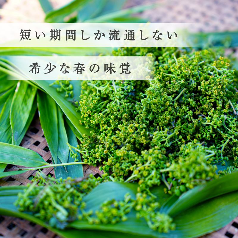 【希少国産】文恵丸水産 花山椒 50g 【 新鮮直送 熊野山椒 花山椒 調味料 香辛料 文恵丸水産 三重県 御浜町 】