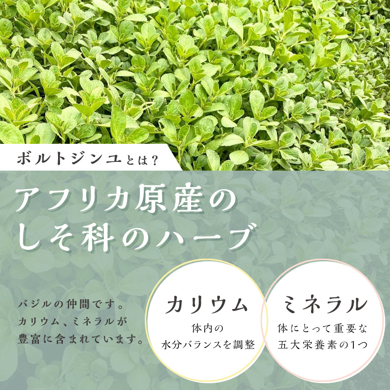 ブライトライフの奇跡のハーブ　ボルトジンユ茶【お茶 茶 ハーブティー ボントジンユ ティーパック ミネラル カリウム 三重県 御浜町】