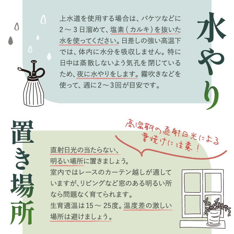 南紀グリーンハウスのエアープランツスペシャルBOX【エアープランツ プランツ ティランジア 詰め合わせ 観葉植物 植物 エアプランツ 園芸 インテリア ギフト セット 三重県 御浜町 】