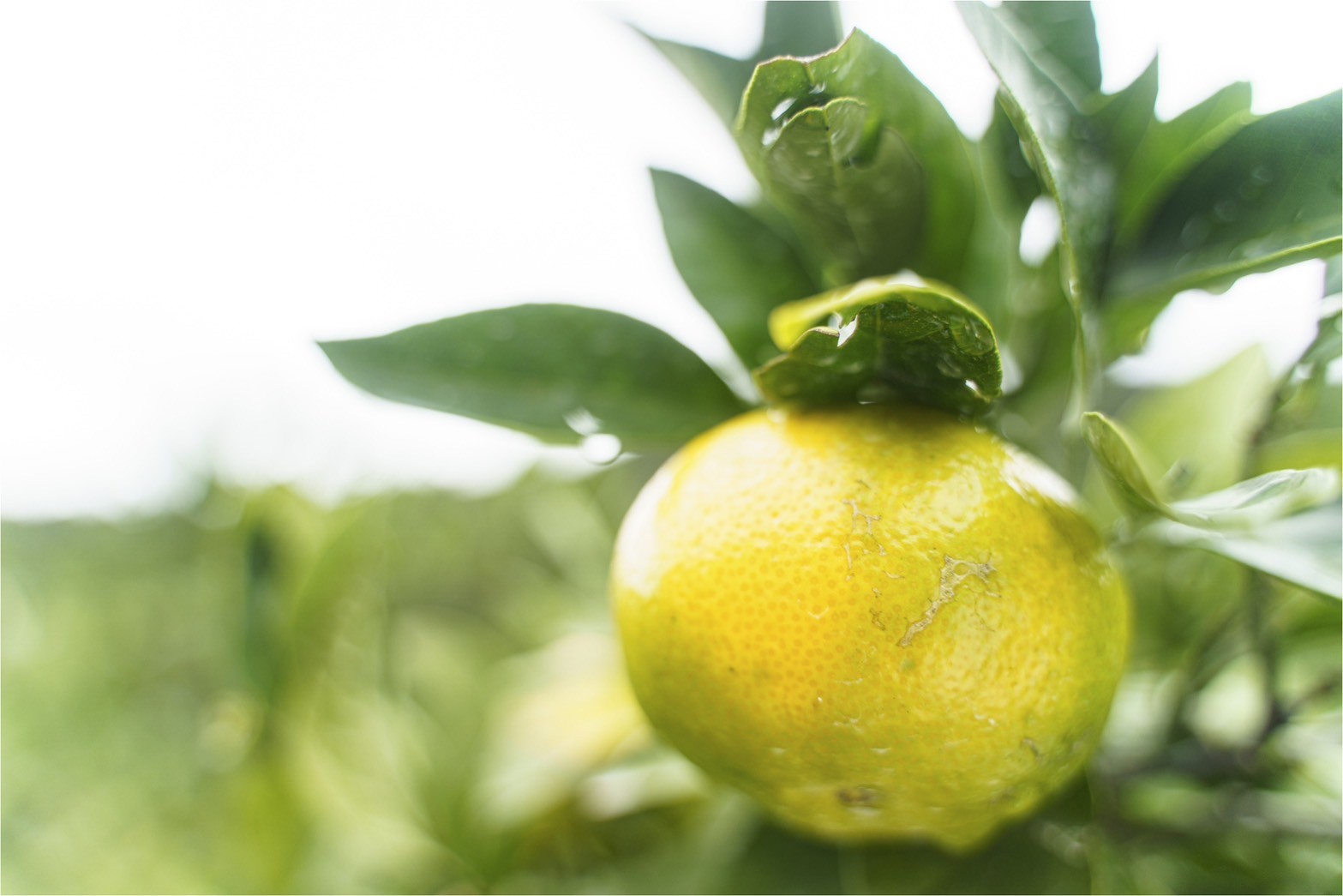 ゆうや農園の極早生みかんジュース 720ml×2本