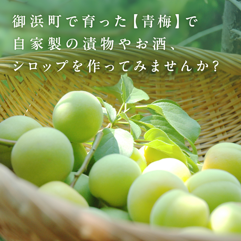 和光工房の南高梅（生）5キロ【期間限定 梅 うめ 生梅 旬 南高梅 5kg 梅酒 梅シロップ 梅干し 梅ジュース 三重県 御浜町】