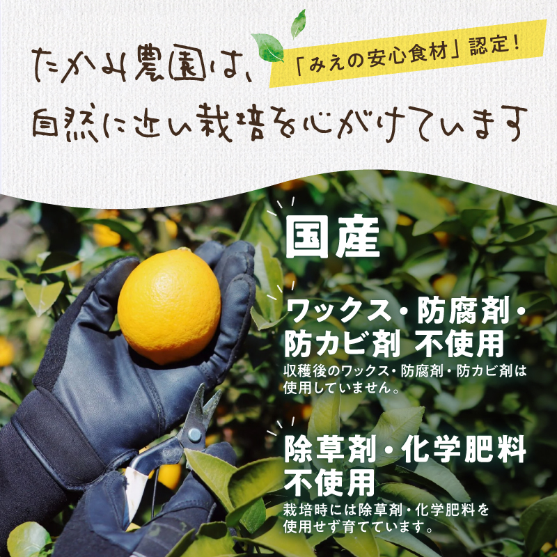 たかみ農園マイヤーレモンセット【希少 国産 レモン マイヤーレモン ドライフルーツ 黒にんにく レモン果汁 セット 詰め合わせ 三重県 御浜町】