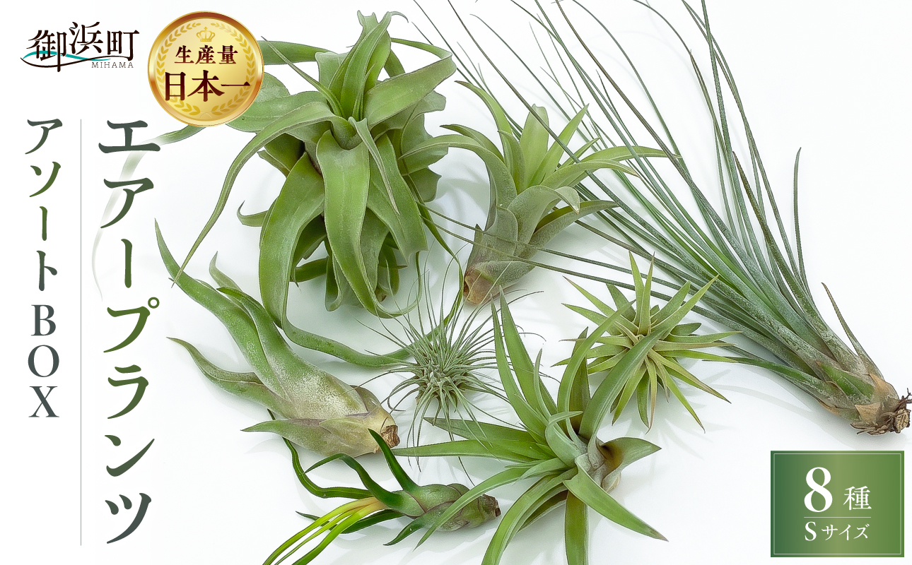 南紀グリーンハウスのエアープランツアソートBOX【エアープランツ プランツ ティランジア 詰め合わせ 観葉植物 植物 エアプランツ 園芸 インテリア ギフト セット 三重県 御浜町 】