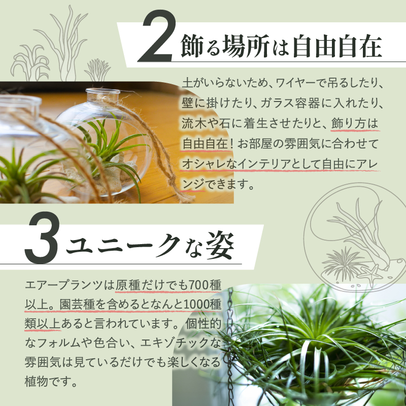 南紀グリーンハウスのエアープランツスペシャルBOX【エアープランツ プランツ ティランジア 詰め合わせ 観葉植物 植物 エアプランツ 園芸 インテリア ギフト セット 三重県 御浜町 】
