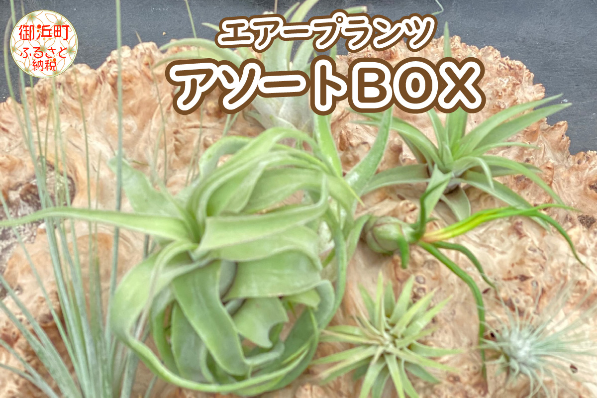 エアープランツアソートＢＯＸ インテリア エアープランツ 観葉植物 植物 セット 