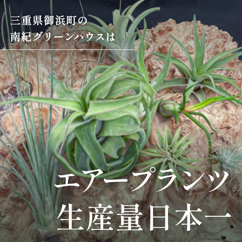 南紀グリーンハウスのエアープランツアソートBOX【エアープランツ プランツ ティランジア 詰め合わせ 観葉植物 植物 エアプランツ 園芸 インテリア ギフト セット 三重県 御浜町 】
