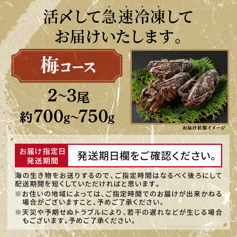 ［日付指定できる！］文恵丸水産の熊野灘産活〆急速冷凍伊勢海老　梅 2〜3尾 約700〜750g【要日時指定配達 急速冷凍 魚介 プロトン 伊勢海老 伊勢えび 海老 えび 三重県 御浜町 冷凍 のし対応可 熨斗】
