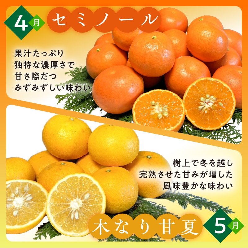 かきうち農園のオレンジ便（全10回）【果物 フルーツ みかん オレンジ デザート みかんジュース オレンジジュース 定期便 定期 10回 三重県 御浜町】