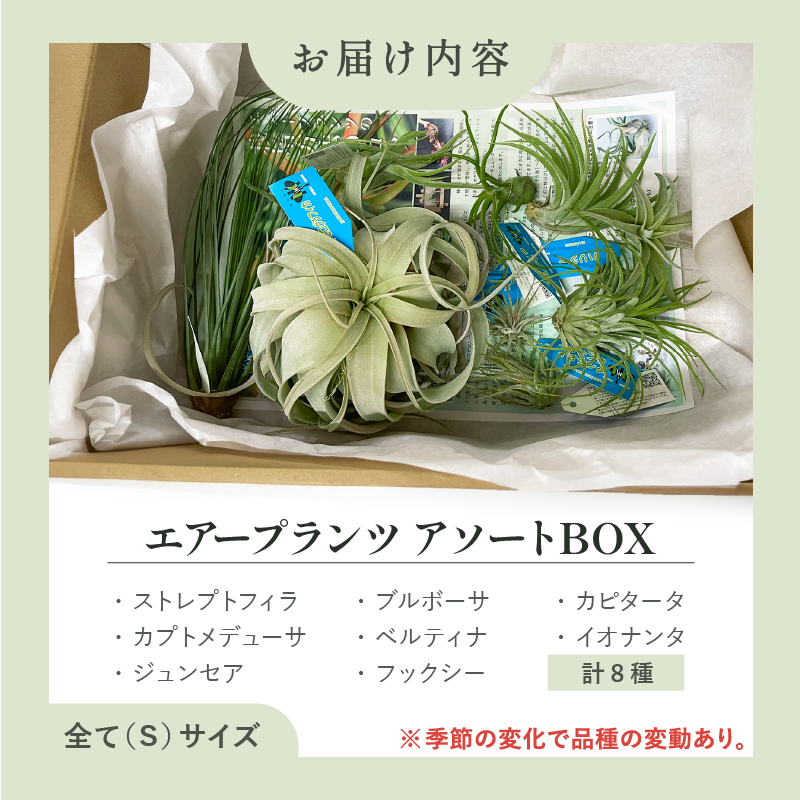 南紀グリーンハウスのエアープランツアソートBOX【エアープランツ プランツ ティランジア 詰め合わせ 観葉植物 植物 エアプランツ 園芸 インテリア ギフト セット 三重県 御浜町 】