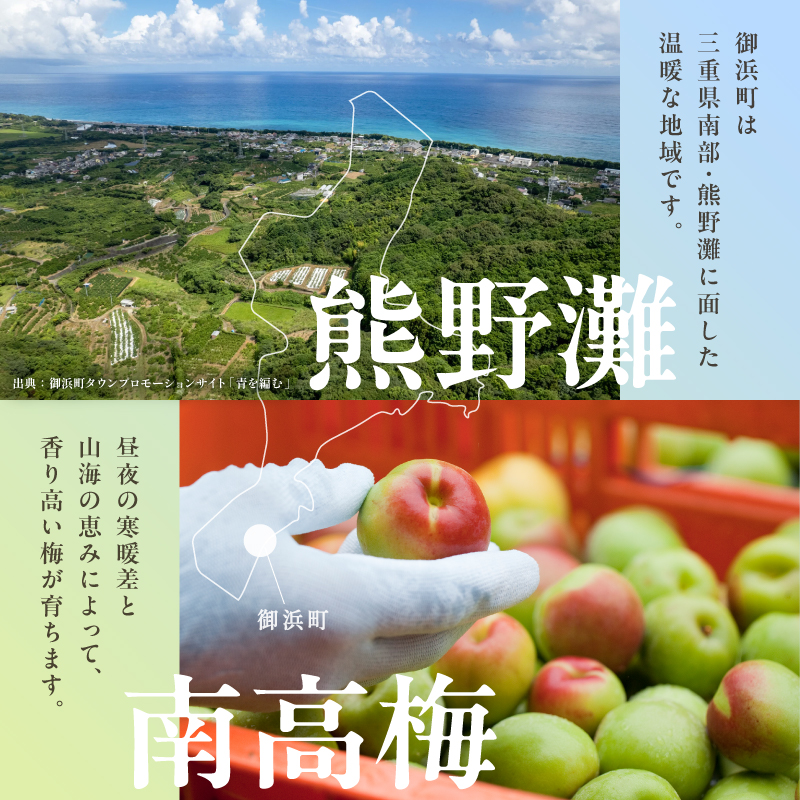 和光工房の南高梅（生）5キロ【期間限定 梅 うめ 生梅 旬 南高梅 5kg 梅酒 梅シロップ 梅干し 梅ジュース 三重県 御浜町】