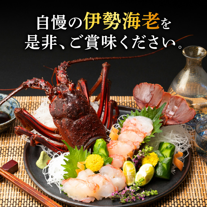 ［日付指定できる！］文恵丸水産の熊野灘産活〆急速冷凍伊勢海老　梅 2〜3尾 約700〜750g【要日時指定配達 急速冷凍 魚介 プロトン 伊勢海老 伊勢えび 海老 えび 三重県 御浜町 冷凍 のし対応可 熨斗】