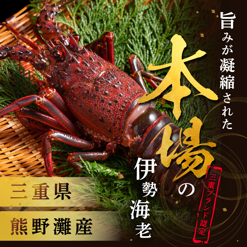 文恵丸水産の熊野灘産活伊勢海老　御浜コース 1〜3尾 約500g前後【魚介 伊勢えび 伊勢海老 海老 えび 活き 三重県 御浜町】