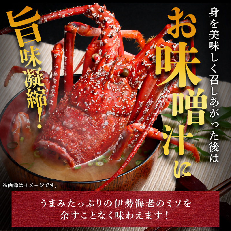 文恵丸水産の熊野灘産活〆急速冷凍伊勢海老　梅 2〜3尾 約700〜750g【魚介 伊勢海老 伊勢えび 海老 えび 三重県 御浜町 冷凍】