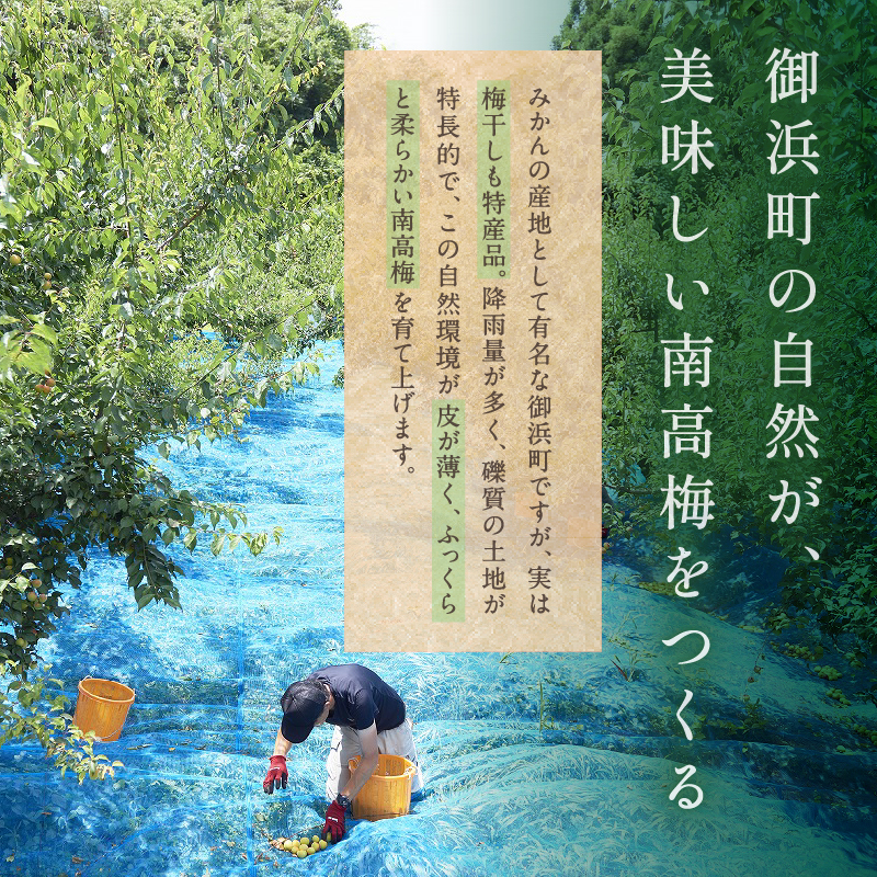松本農園のはちみつつぶれ梅干し2キロ【梅干し 梅干 はちみつ つぶれ 訳あり 2kg 松本農園 三重県 御浜町】