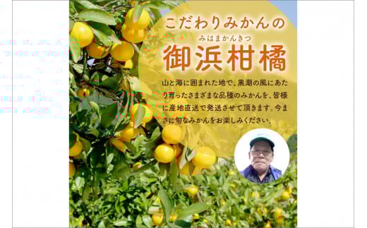御浜柑橘の旬みかん又はジュースを毎月発送（10回）【果物 フルーツ みかん 定期便 定期 10回 オレンジ オレンジジュース みかんジュース 光センサー 三重県 御浜町】