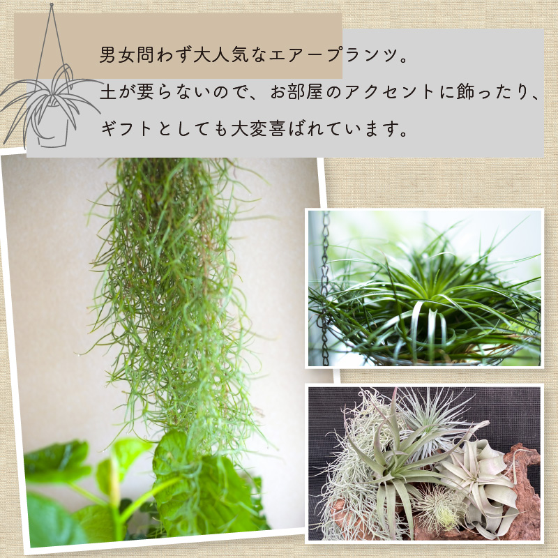 エアープランツスペシャルＢＯＸ インテリア エアープランツ 観葉植物 植物 セット