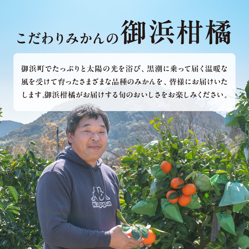 【2026年発送 先行予約品】2月の御浜柑橘　みかん詰め合わせ5キロ【果物 フルーツ みかん 市木オレンジ みえのスマイル 早生三宝柑 三宝柑 詰め合わせ 5kg 冬 三重県 御浜町】