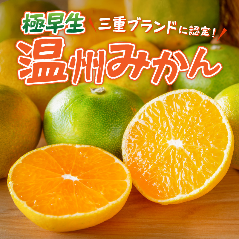 JAの南紀みかん極早生5キロ【期間限定 数量限定 果物 フルーツ みかん デザート 極早生 温州 5kg 三重県 御浜町】