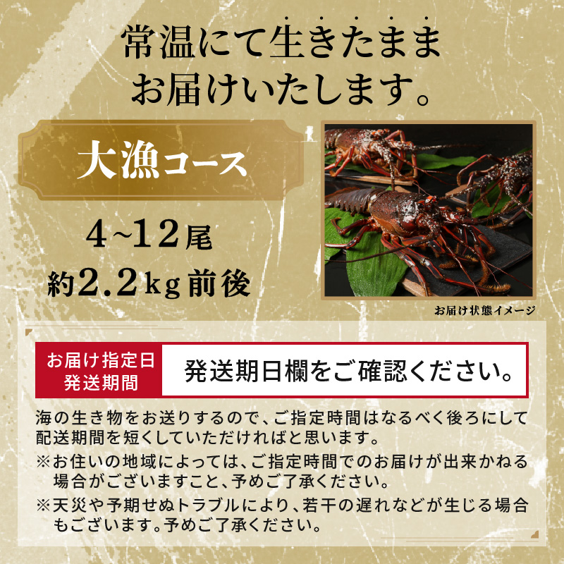 文恵丸水産の熊野灘産活伊勢海老　大漁コース 4〜12尾 約2.2kg前後【魚介 伊勢海老 伊勢えび 海老 えび 活き 三重県 御浜町】