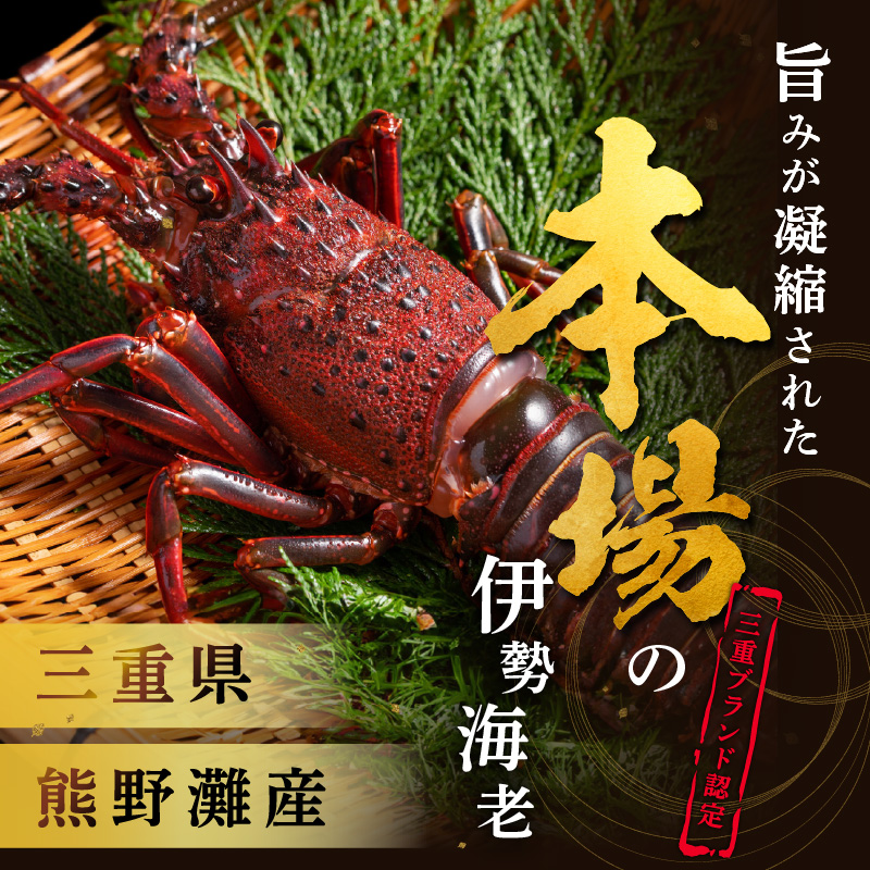 文恵丸水産の熊野灘産活〆急速冷凍伊勢海老　竹2〜5尾 約1〜1.1kg前後【魚介 伊勢海老 伊勢えび 海老 えび 三重県 御浜町 冷凍】