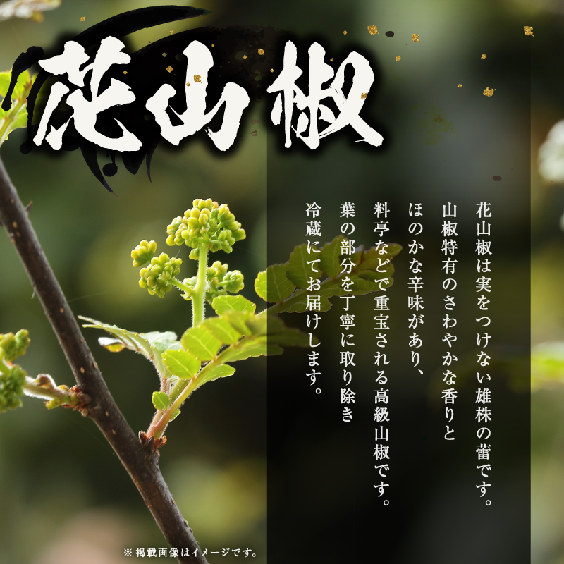 【希少国産】文恵丸水産 花山椒 50g 【 新鮮直送 熊野山椒 花山椒 調味料 香辛料 文恵丸水産 三重県 御浜町 】