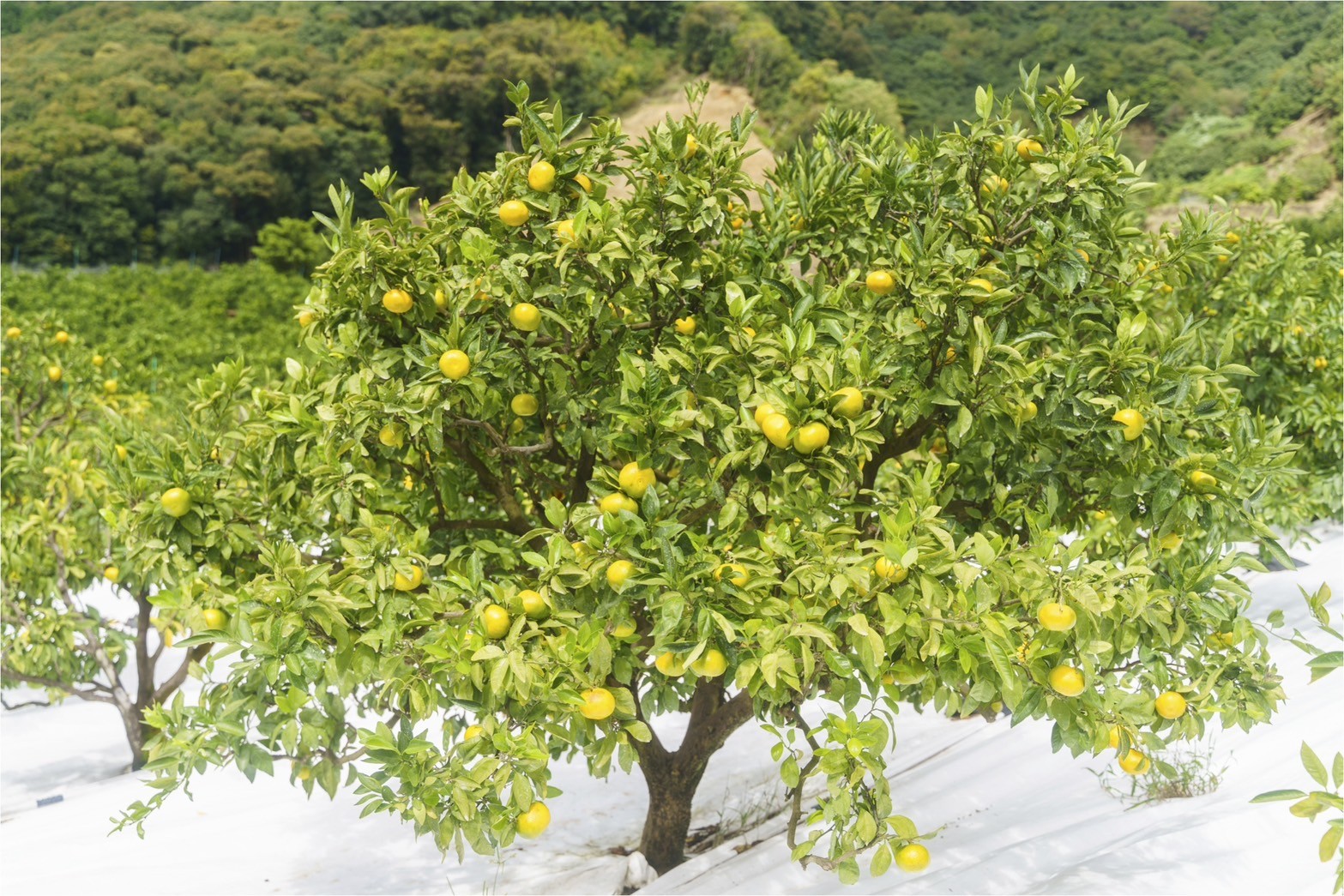 ゆうや農園の極早生みかんジュース 720ml×2本