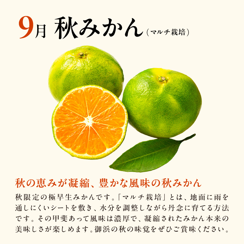 9月の御浜柑橘 秋みかん 5キロ【先行予約 期間限定 果物 フルーツ みかん 極早生 極早生みかん 5kg マルチ栽培 三重県 御浜町】