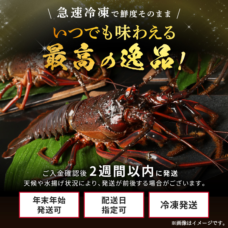 文恵丸水産の熊野灘産活〆急速冷凍伊勢海老　梅 2〜3尾 約700〜750g【魚介 伊勢海老 伊勢えび 海老 えび 三重県 御浜町 冷凍】