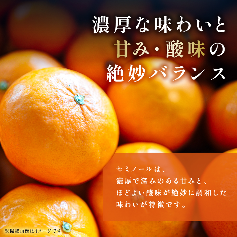 【2026年発送 先行予約品】ジューシーさダントツ！ミカファームのセミノール5キロ(家庭用)【数量限定 果物 フルーツ みかん セミノール デザート 5kg 家庭用 三重県 御浜町】