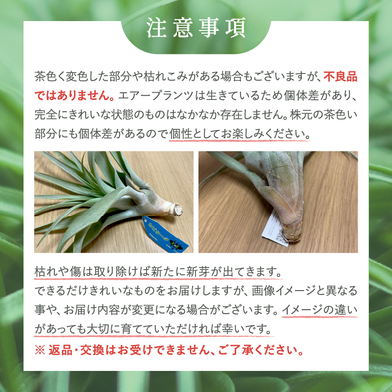 南紀グリーンハウスのエアープランツスペシャルBOX【エアープランツ プランツ ティランジア 詰め合わせ 観葉植物 植物 エアプランツ 園芸 インテリア ギフト セット 三重県 御浜町 】