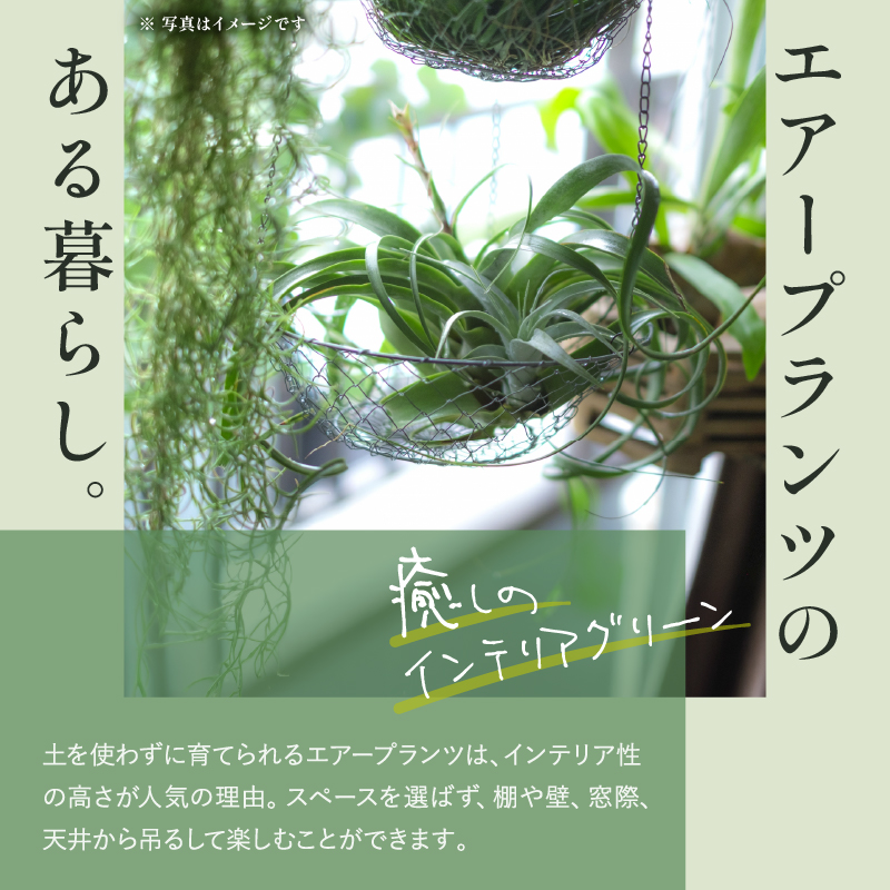 南紀グリーンハウスのエアープランツスペシャルBOX【エアープランツ プランツ ティランジア 詰め合わせ 観葉植物 植物 エアプランツ 園芸 インテリア ギフト セット 三重県 御浜町 】