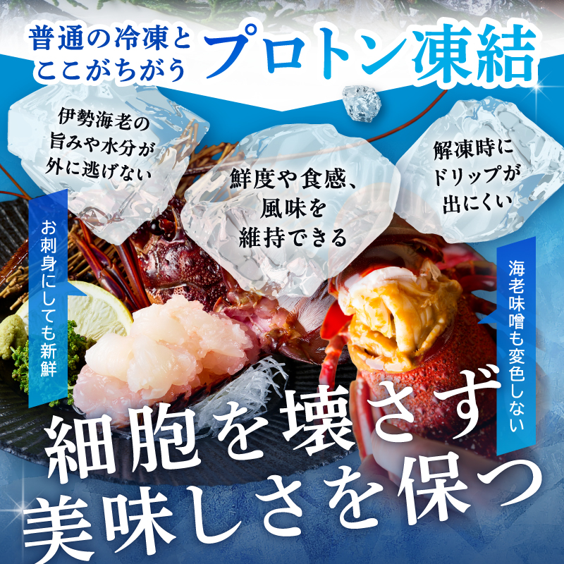［日付指定できる！］文恵丸水産の熊野灘産活〆急速冷凍伊勢海老　松4〜12尾 約2.2kg前後【要日時指定配達 急速冷凍 魚介 プロトン 伊勢海老 伊勢えび 海老 えび 三重県 御浜町 冷凍 のし対応可 熨斗】