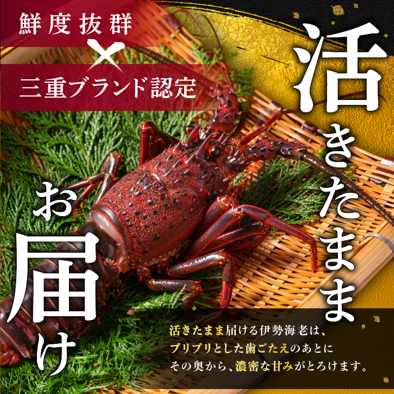 文恵丸水産の熊野灘産活伊勢海老　御浜コース 1〜3尾 約500g前後【魚介 伊勢えび 伊勢海老 海老 えび 活き 三重県 御浜町】