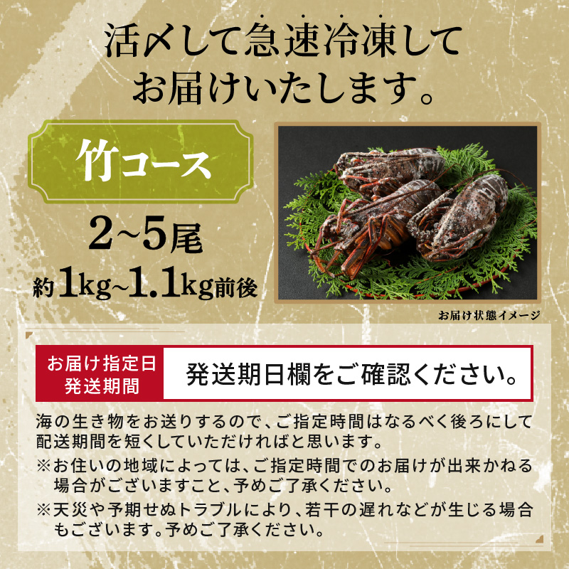文恵丸水産の熊野灘産活〆急速冷凍伊勢海老　竹2〜5尾 約1〜1.1kg前後【魚介 伊勢海老 伊勢えび 海老 えび 三重県 御浜町 冷凍】