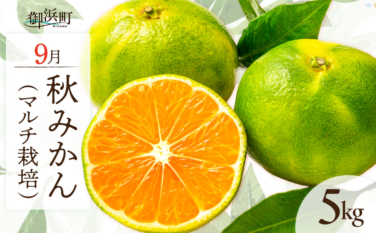 9月の御浜柑橘 秋みかん 5キロ【先行予約 期間限定 果物 フルーツ みかん 極早生 極早生みかん 5kg マルチ栽培 三重県 御浜町】