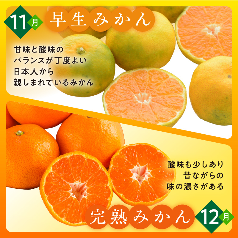 かきうち農園のオレンジ便（全10回）【果物 フルーツ みかん オレンジ デザート みかんジュース オレンジジュース 定期便 定期 10回 三重県 御浜町】
