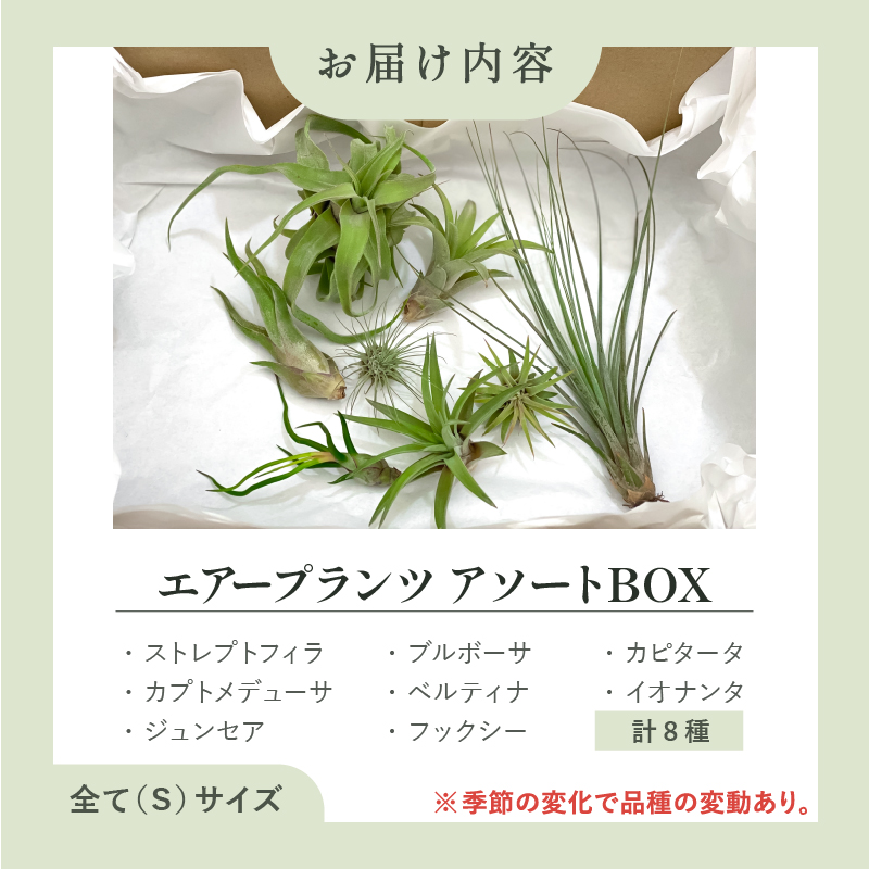 南紀グリーンハウスのエアープランツアソートBOX【エアープランツ プランツ ティランジア 詰め合わせ 観葉植物 植物 エアプランツ 園芸 インテリア ギフト セット 三重県 御浜町 】