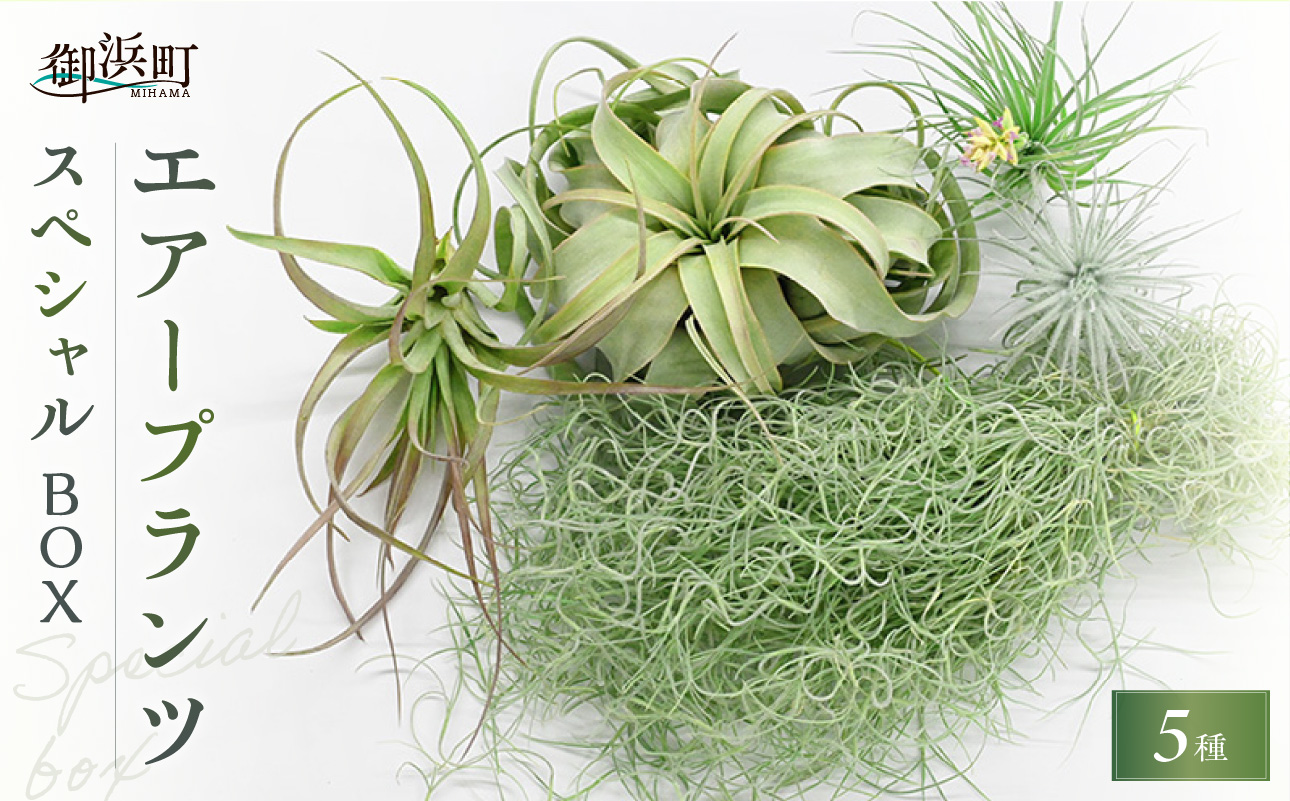 南紀グリーンハウスのエアープランツスペシャルBOX【エアープランツ プランツ ティランジア 詰め合わせ 観葉植物 植物 エアプランツ 園芸 インテリア ギフト セット 三重県 御浜町 】