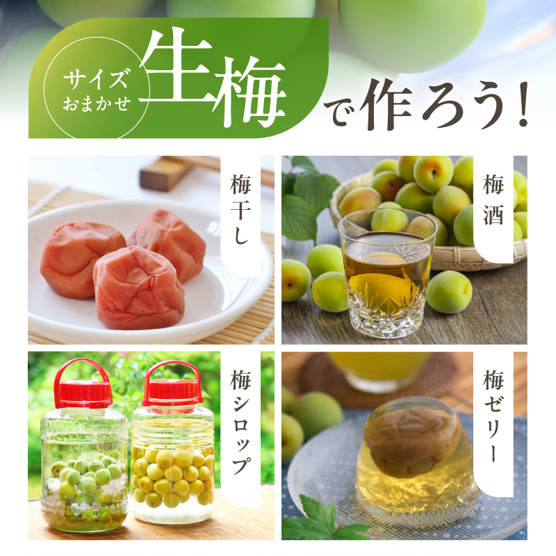 和光工房の南高梅（生）5キロ【期間限定 梅 うめ 生梅 旬 南高梅 5kg 梅酒 梅シロップ 梅干し 梅ジュース 三重県 御浜町】