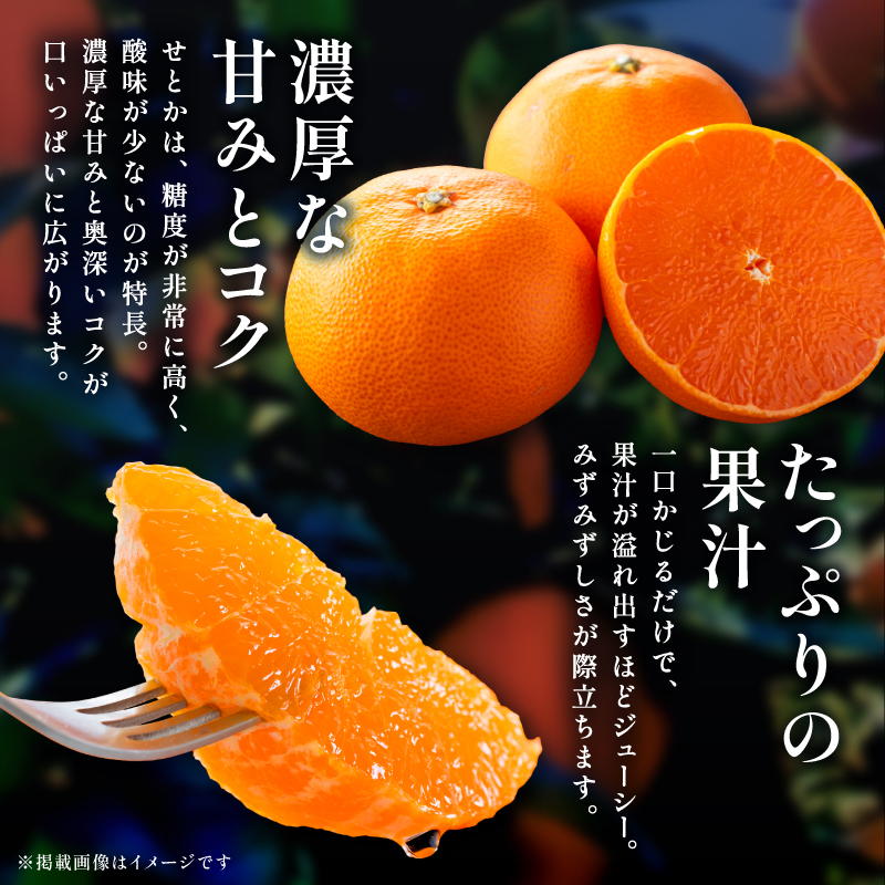 【2027年発送先行予約品】ミカファームのせとか5キロ（家庭用）【数量限定 果物 フルーツ みかん せとか デザート 5kg 三重県 御浜町】