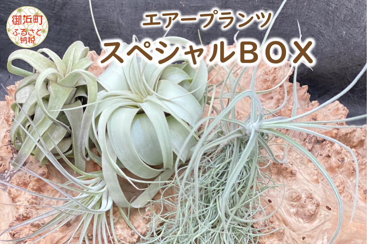 エアープランツスペシャルＢＯＸ インテリア エアープランツ 観葉植物 植物 セット