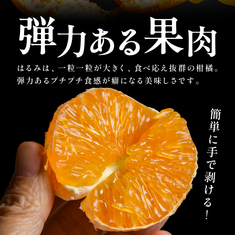 【2027年発送先行予約品】弾ける旨さ！ミカファームのはるみ5キロ【期間限定 数量限定 果物 フルーツ みかん はるみ デザート 5kg 三重県 御浜町】