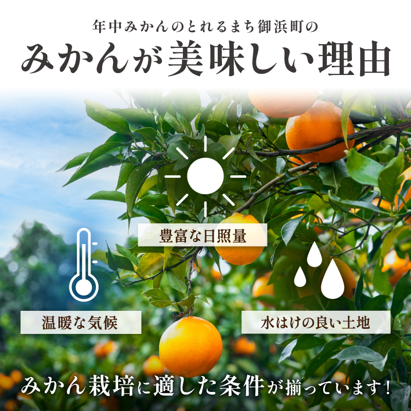 濃密な甘酸っぱさ！ミカファームの不知火4.5キロ【数量限定 果物 フルーツ みかん 不知火 しらぬい デザート 4.5kg 三重県 御浜町】