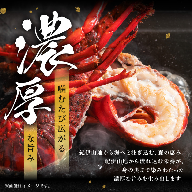 文恵丸水産の熊野灘産活伊勢海老　御浜コース 1〜3尾 約500g前後【魚介 伊勢えび 伊勢海老 海老 えび 活き 三重県 御浜町】