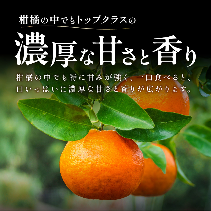 【2027年発送先行予約品】旨みと香りを産地直送！ミカファームのポンカン9キロ【期間限定 数量限定 果物 フルーツ みかん ぽんかん デザート 9kg 三重県 御浜町】