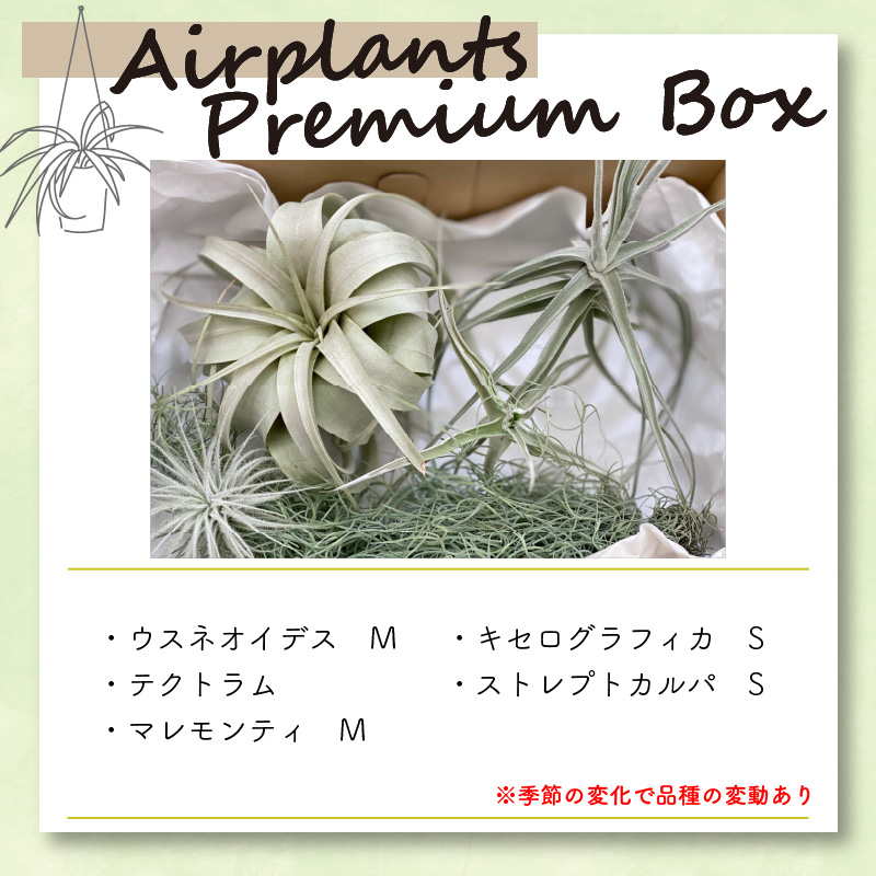 エアープランツプレミアムBOX インテリア エアープランツ 観葉植物 植物 セット