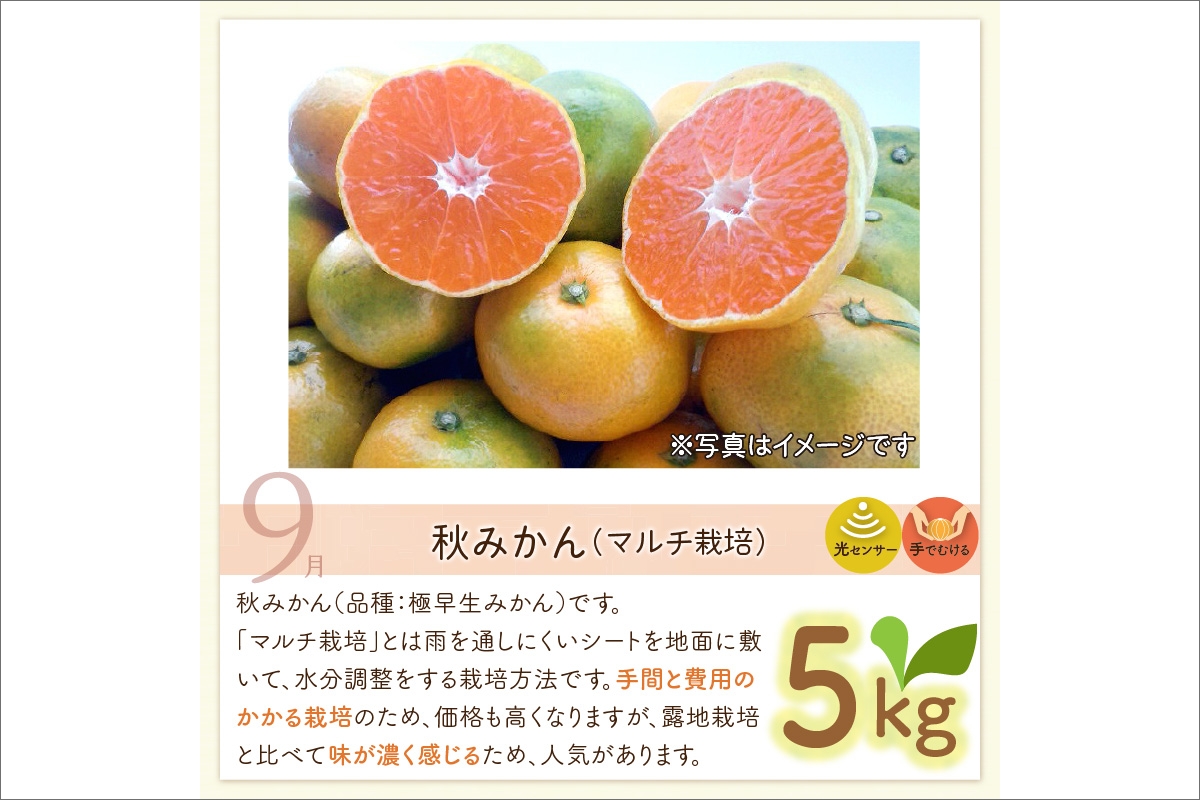 9月の御浜柑橘　秋みかん5キロ