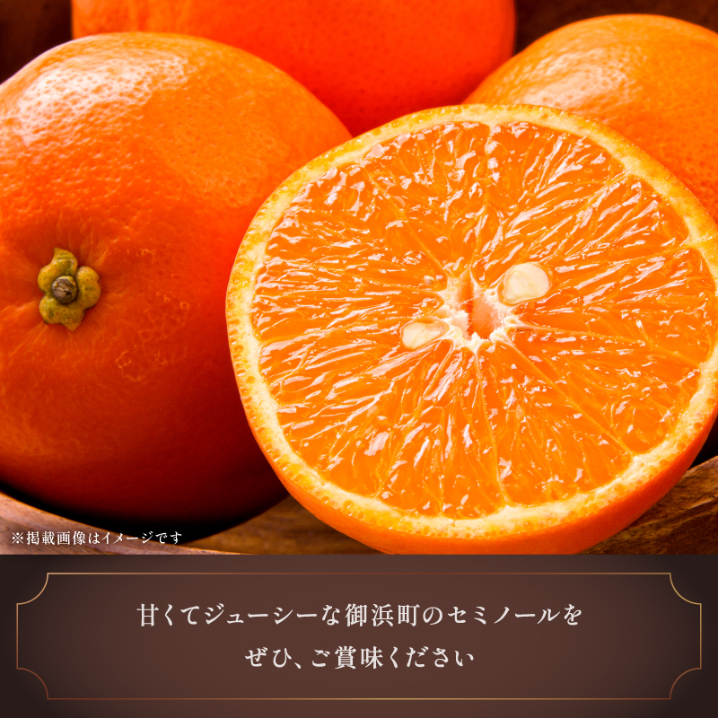【2026年発送 先行予約品】ジューシーさダントツ！ミカファームのセミノール4.5キロ(贈答用)【数量限定 果物 フルーツ みかん セミノール デザート 4.5kg 贈答用 贈り物 三重県 御浜町】
