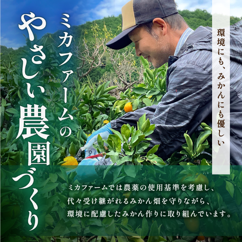 【2027年発送先行予約品】ミカファームのせとか5キロ（家庭用）【数量限定 果物 フルーツ みかん せとか デザート 5kg 三重県 御浜町】