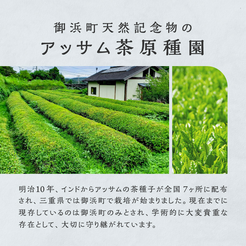 珍しい！国産アッサム紅茶（パック）【紅茶 茶葉 アッサム アッサム紅茶 アッサムティー 国産 ティーバッグ 栽培期間内農薬不使用 自然発酵 自然な甘み あっさり アッサムTea21 三重県 御浜町】